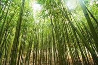 شجر البامبو