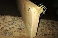 وقف الدراسة بمدرسة لتطهيرها من الثعابين والعقارب