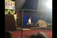 لبؤة تنقض على طفلة خلال عرض «سيرك»