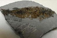 أحفورة سمكة عمرها نحو 16 مليون عام