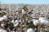 القطن