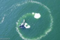 صيد الحيتان