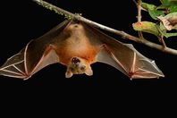 الخفاش في الحرب