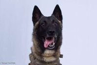 الكلب بوحدة النخبة التي قتلت البغدادي