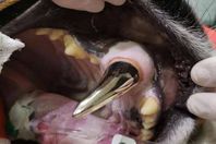 ناب ذهب ينقذ نمر 
