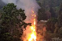 حريق حديقة الحيوان