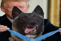 ترامب يكرم الكلب المصاب في اغتيال البغدادي