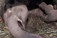 الفيلة نعيمة