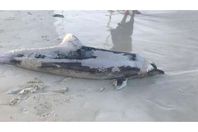 يييييييييييي