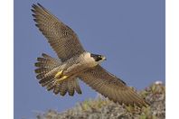 صقر-الشاهين