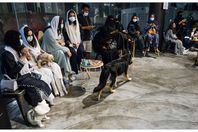 مقهي لعشاق الكلاب في السعودية