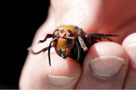 0_US-SCIENCE-ASIAN-HORNETS