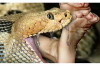 paul-rosolie-eaten-alive-by-snake-640x357