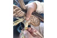 197-012735-saqr-leads-matrouh-tribes-bodies-sons-4