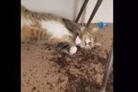 قطة الماريجوانا