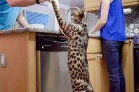 القط "أركتوروس"