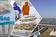 مشروع بركة غليون للاستزراع السمكى