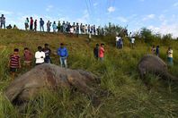 نفوق الافيال بعد الحادث