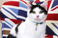 القط لورانس