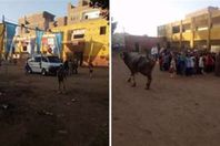 جاموسه تقتحم مدرسة أثناء طابور الصباح