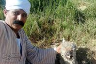 صعيدي يلتقط سيلفي مع الذئب