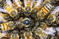 أمريكا تقتل مليون نحلة