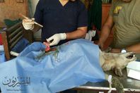 عملية جراحية لتعقيم ذكور الكلاب