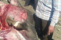 ماشية نافقة 
