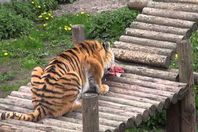 نمر يفترس حارسته