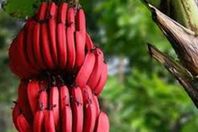 اعرب الفواكه