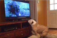 كلب ينقذ ممثل