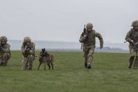 الكلاب تشارك ف الحروب