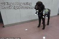 سترة للتحكم بالكلاب عن بعد