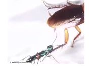 صرصور و دبور