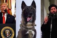 ارتفاع سعر سلالة كلب البغدادي