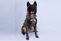 كلب البغدادي