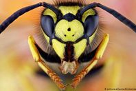 دبور اندونيسيا