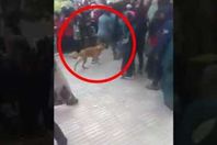 مشاجرة نسائية بالكلاب داخل مدرسة بنات بالسلام