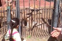 حديقة الحيوان بالجيزة