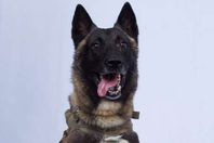 كلب البغدادي