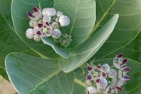 Calotropis-procera-1-e1565131986962