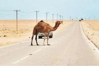 173-184315-camel-saudi-arabia-road-accident_700x400
