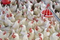 مفاجأة.. مصر لديها اكتفاء ذاتي من الدواجن 