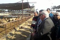 محافظ بورسعيد يتفقد مشروع الإنتاج الحيوانى بسهل الطينة