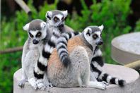 قرود الليمور