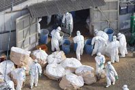 إعدام الدجاج فى اليابان