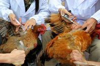 أنفلونزا الطيور