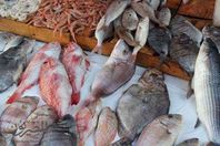 صورة اسماك البحرالأحمر