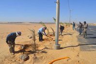 جانب من اعمال الزراعة بجوار مطار الخارجة
