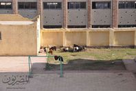 اغنام بمدرسة كفر الشيخ